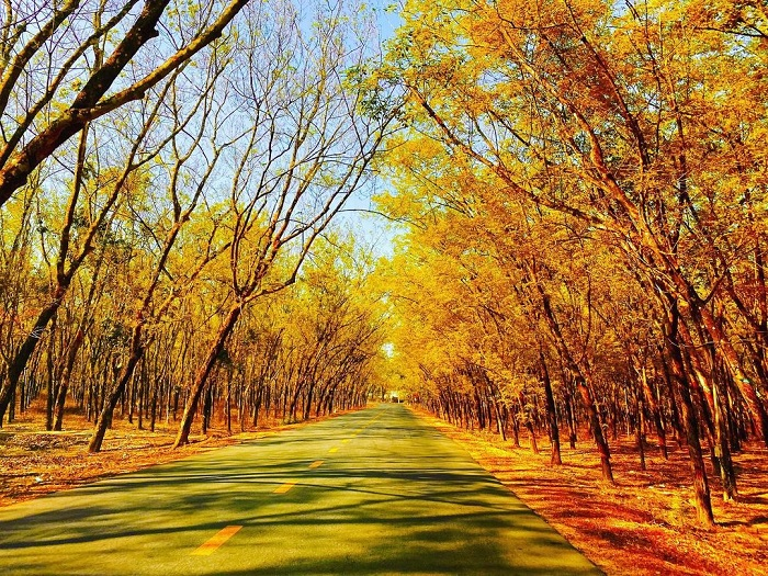 Rừng cao su Tây Ninh trở nên thơ mộng vào mùa thu.